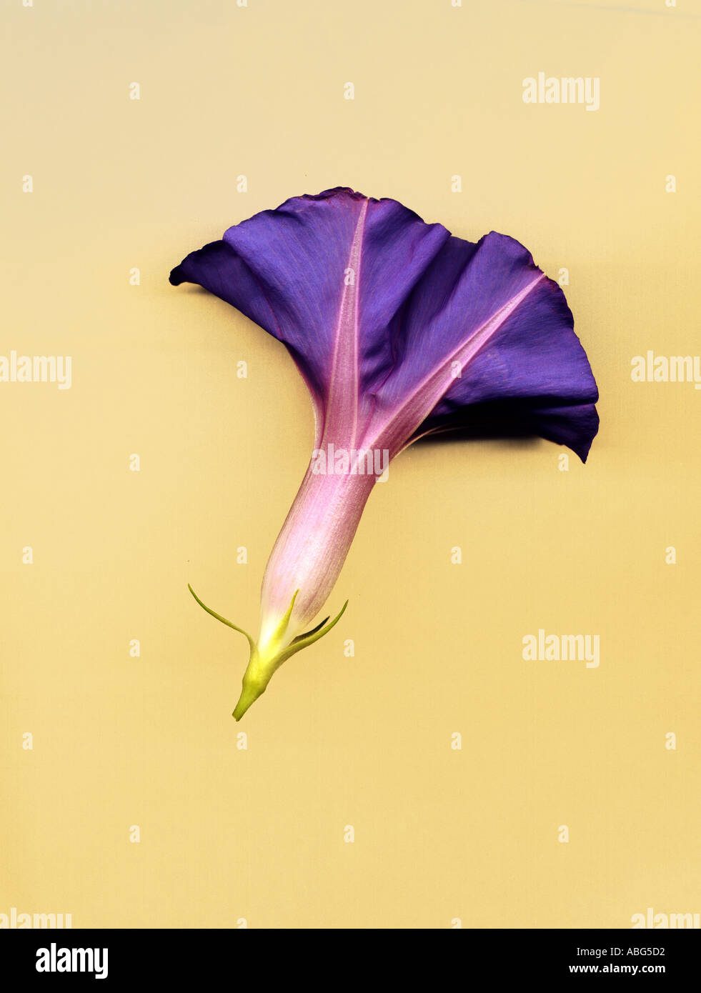 Lila Trichterwinde Blumen auf gelbem Hintergrund Stockfoto