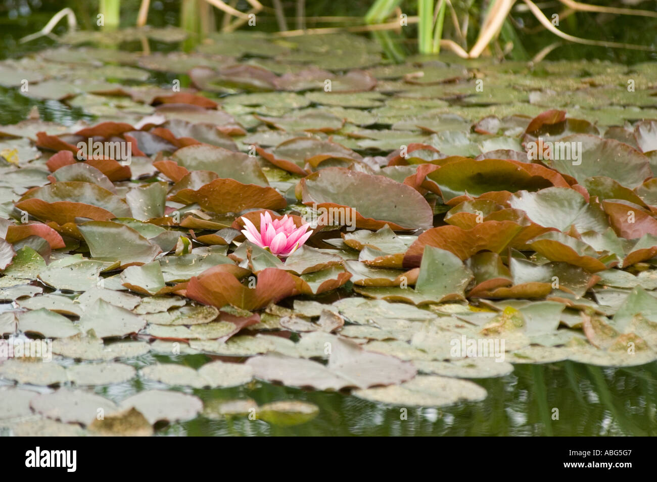 Eine wunderschöne weiße, rosa Wasserlilie (Nymphaea), die inmitten grüner und rötlicher Lilienpads in einer ruhigen Teichumgebung blüht. Stockfoto