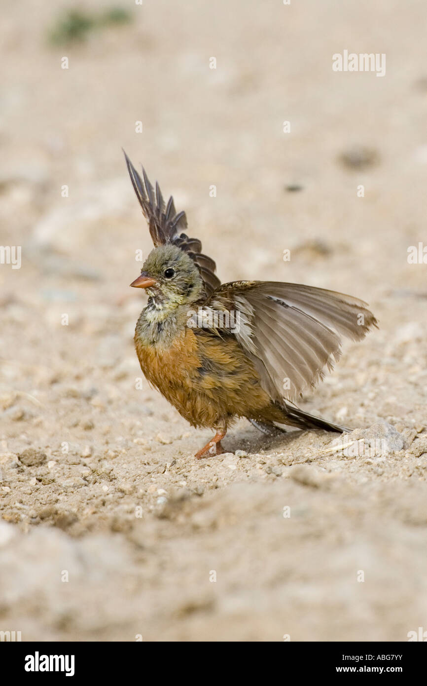 Ortolan Bunting mit Flügeln verteilt in Balz Stockfoto