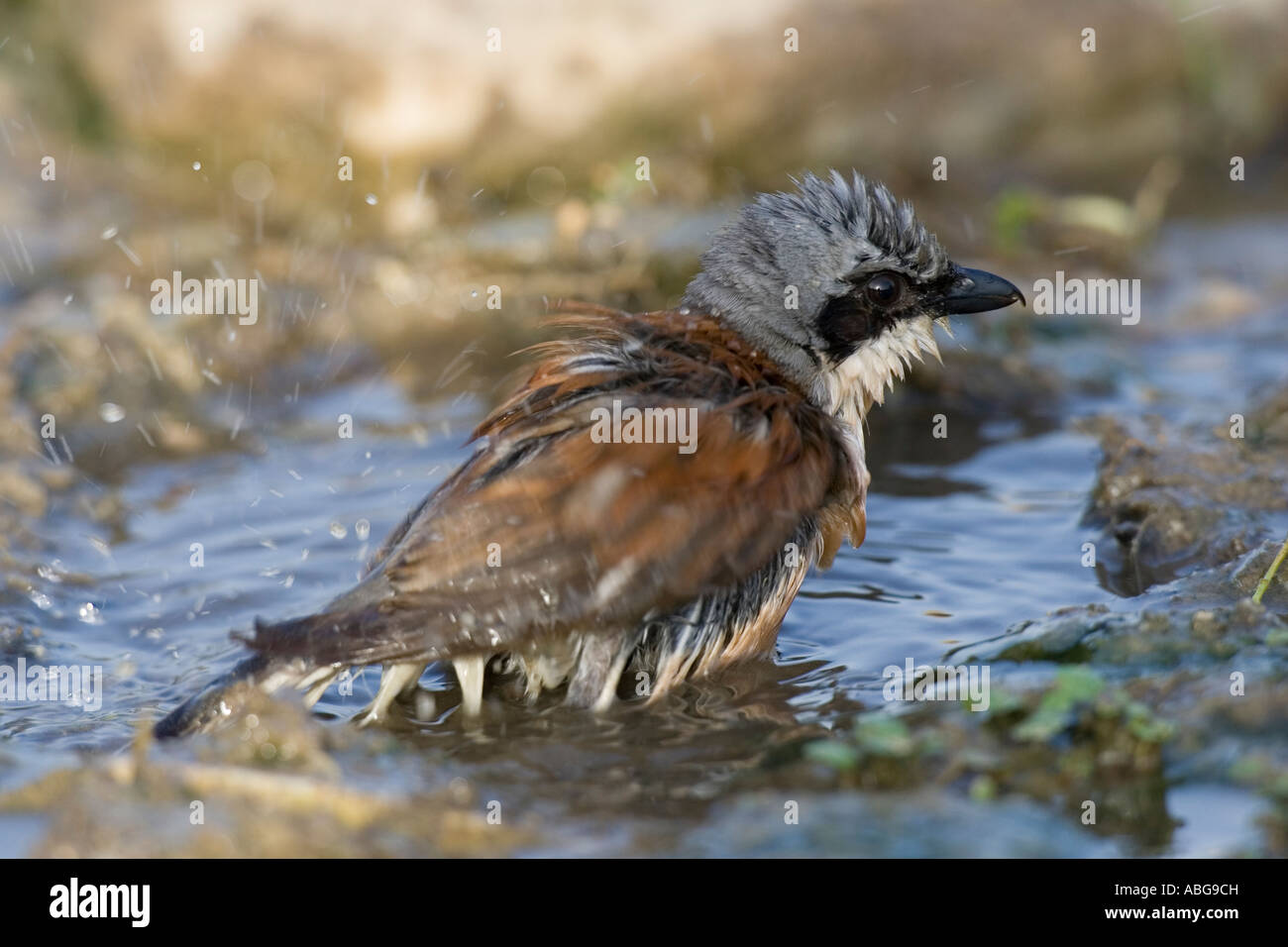 männlichen Neuntöter Baden in einer Pfütze Stockfoto