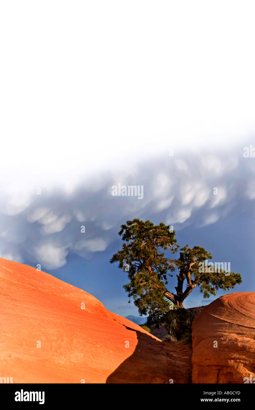 Baum am Rand der Felsvorsprung Stockfoto