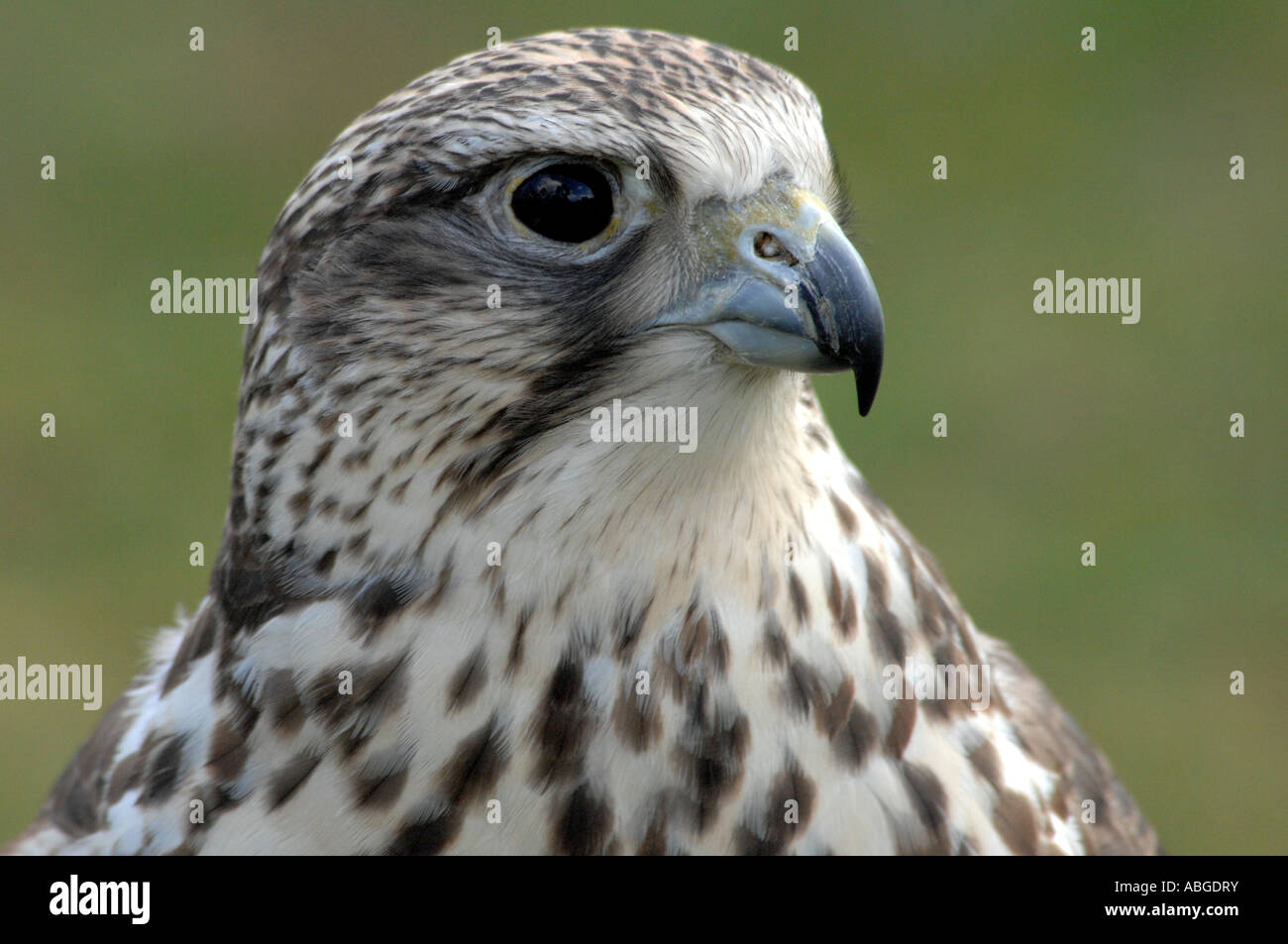 Falke, Sakerfalken Gerfalke (Falco Hybrid) Stockfoto