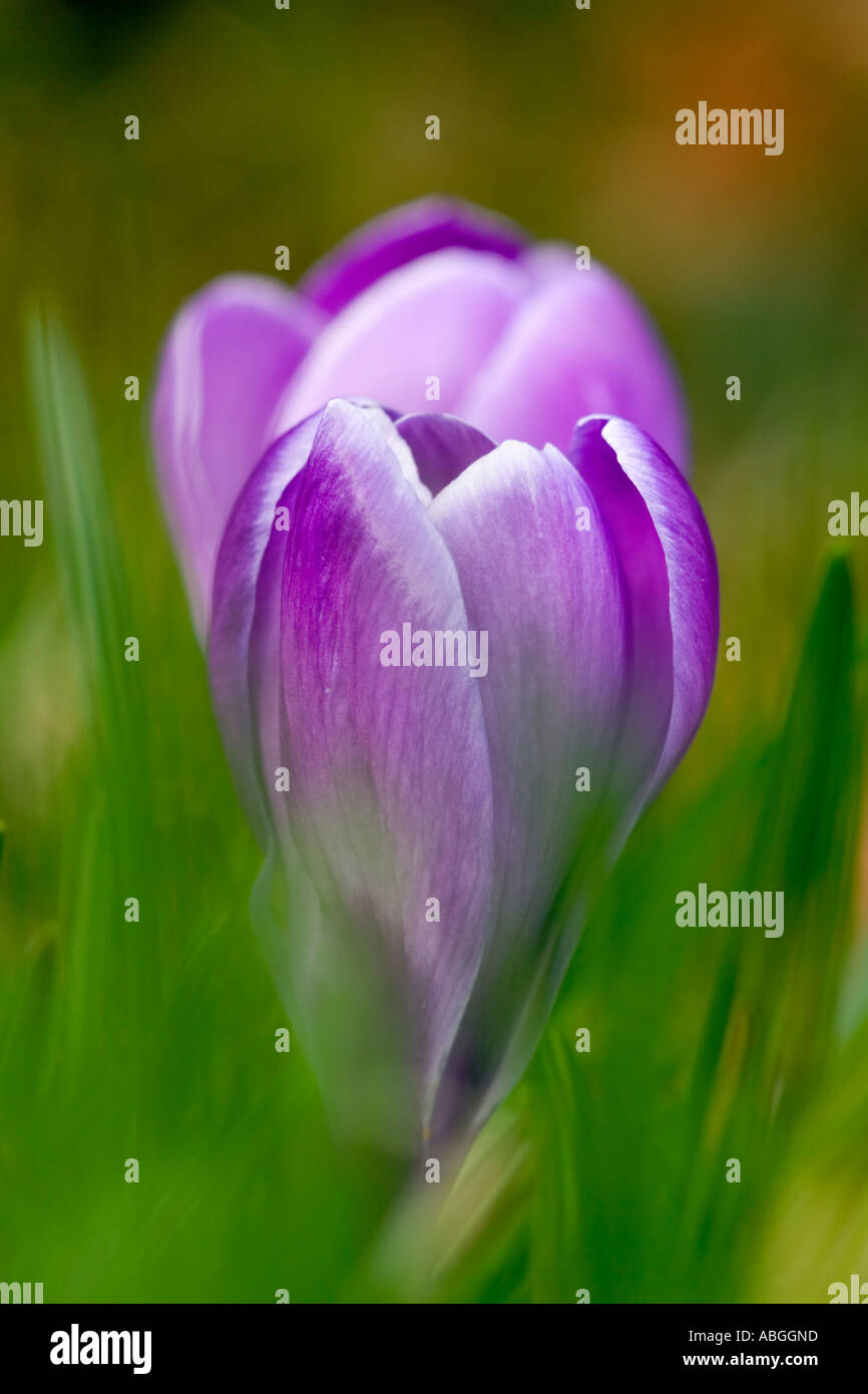 Imperial und impressionistischen Frühling Krokusse Stockfoto