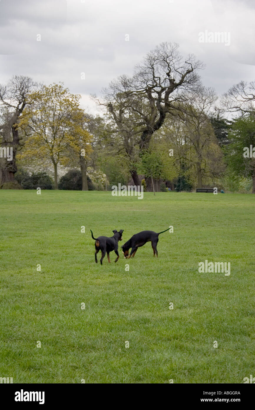 Zwei Manchester Terrier in Greenwich Park, Greenwich, London, England, Europa. Stockfoto