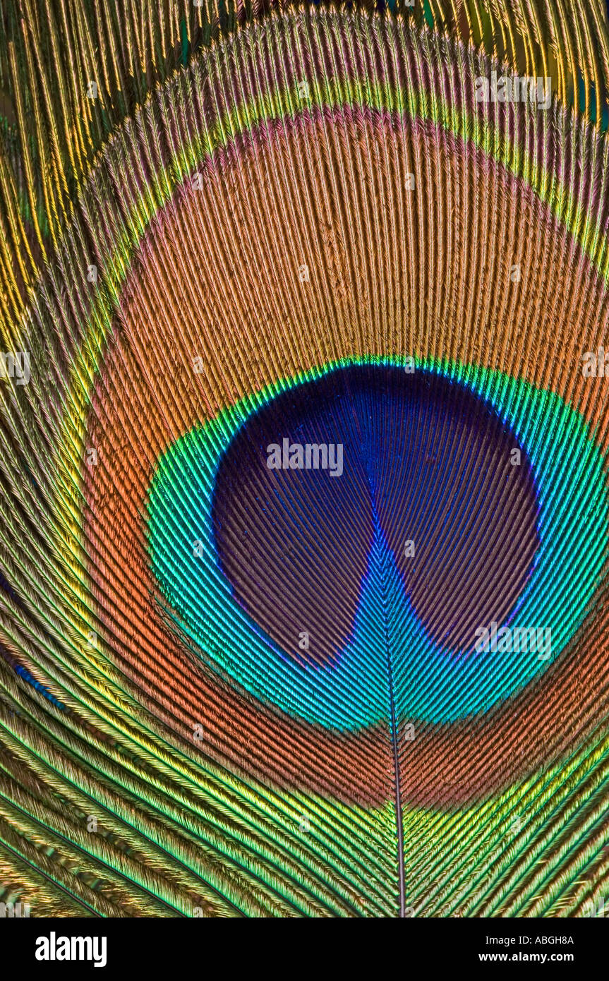 Auge einer Pfauenfeder Stockfoto