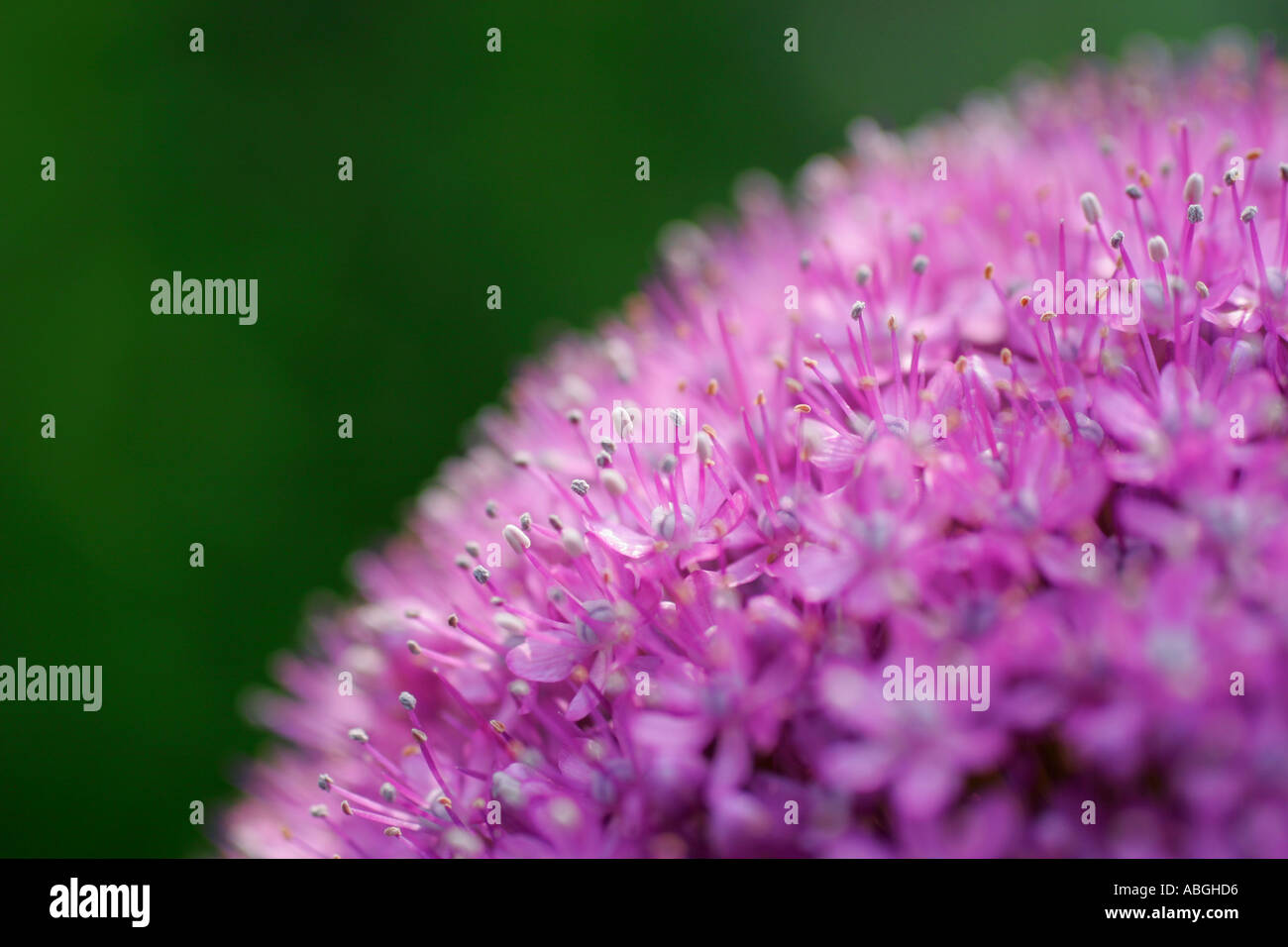 Lila Alium Blume Makro Nahaufnahme Stockfoto