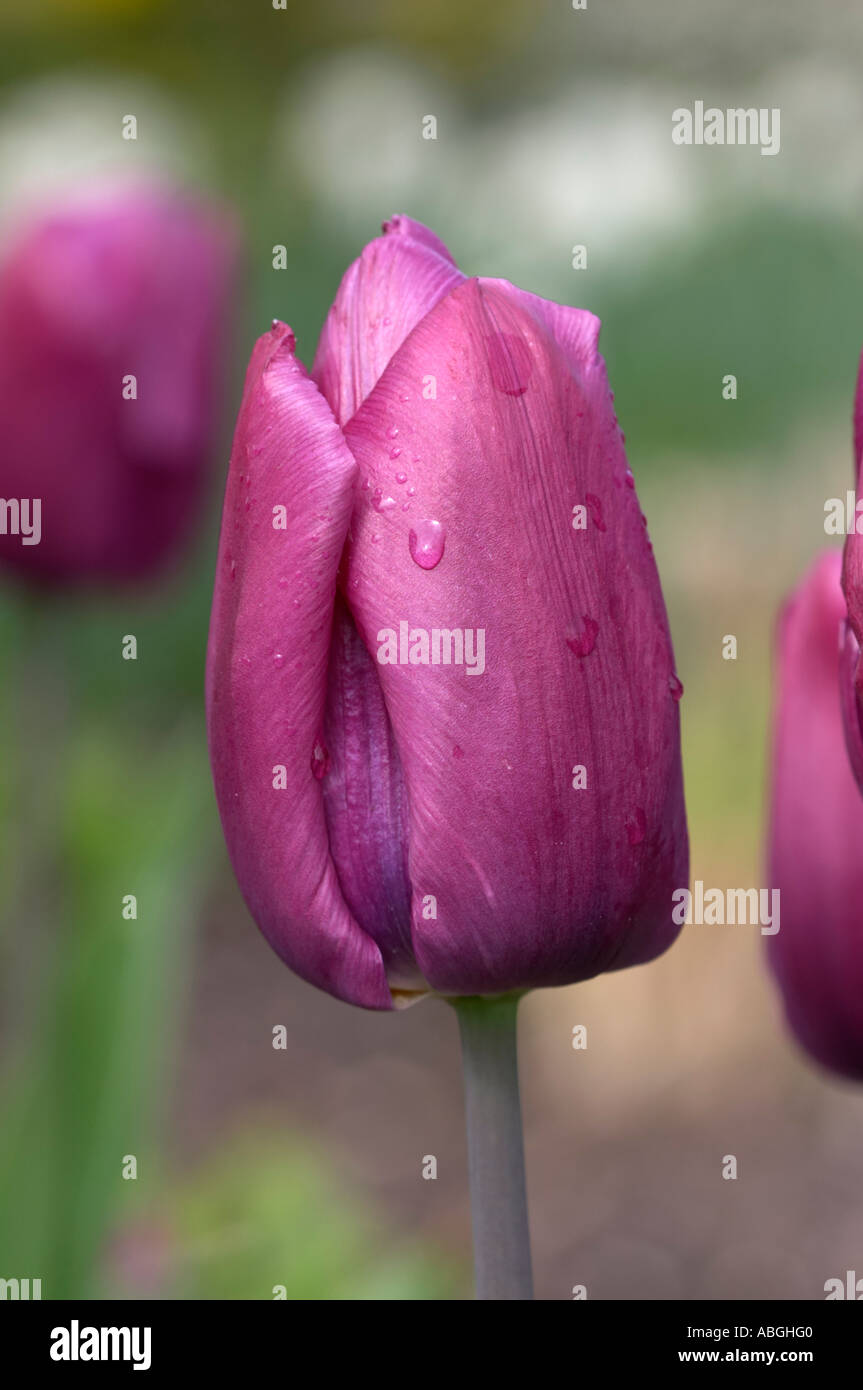 Tulipa Purple Prince Stockfoto