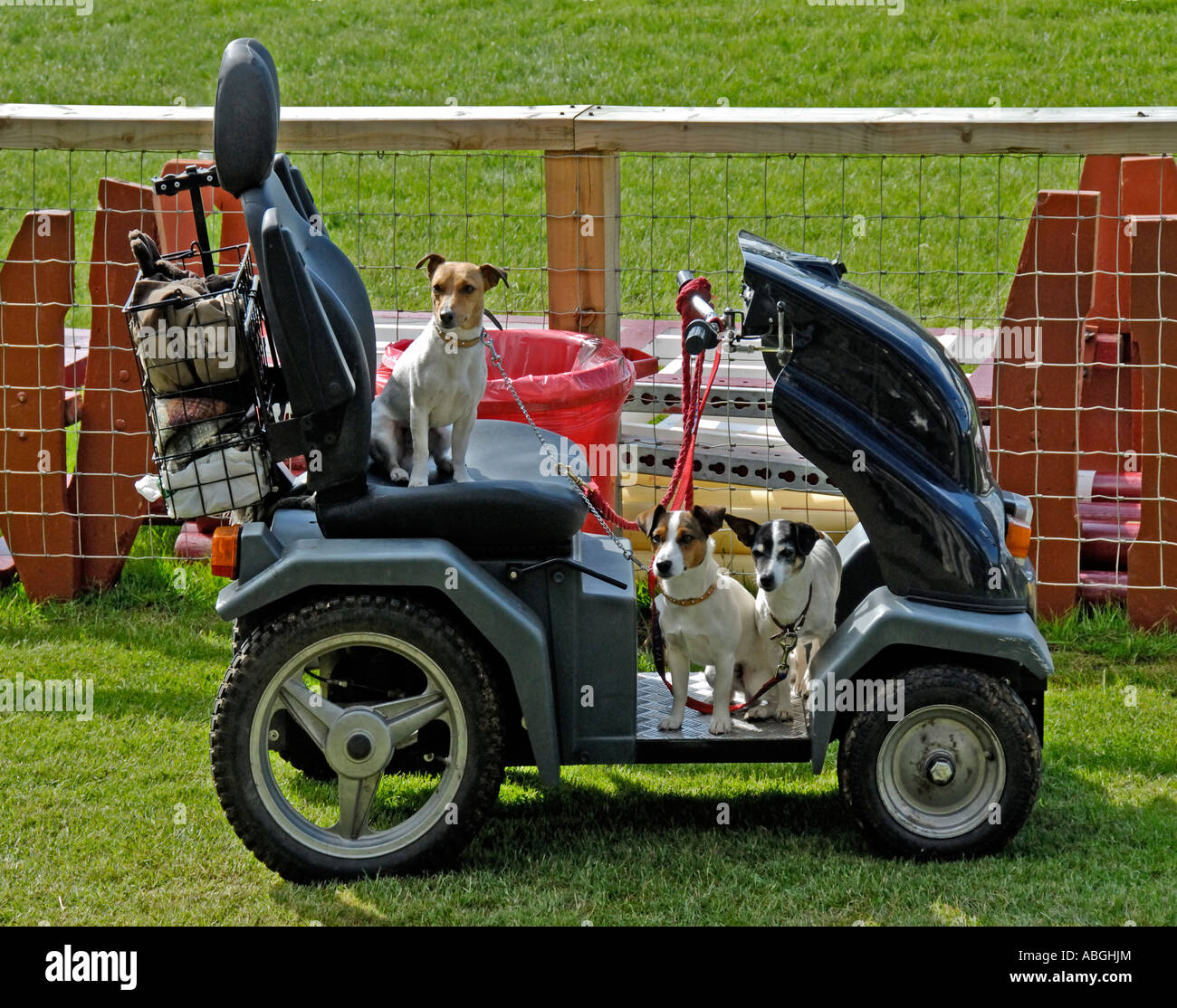 Drei Jack Russell Terrier auf einen elektrischen Buggy. Royal Highland Show 2006, Ingliston, Edinburgh, Schottland, U. Ich l Stockfoto