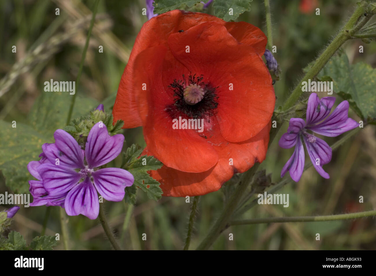 Wildblumen in England Stockfoto