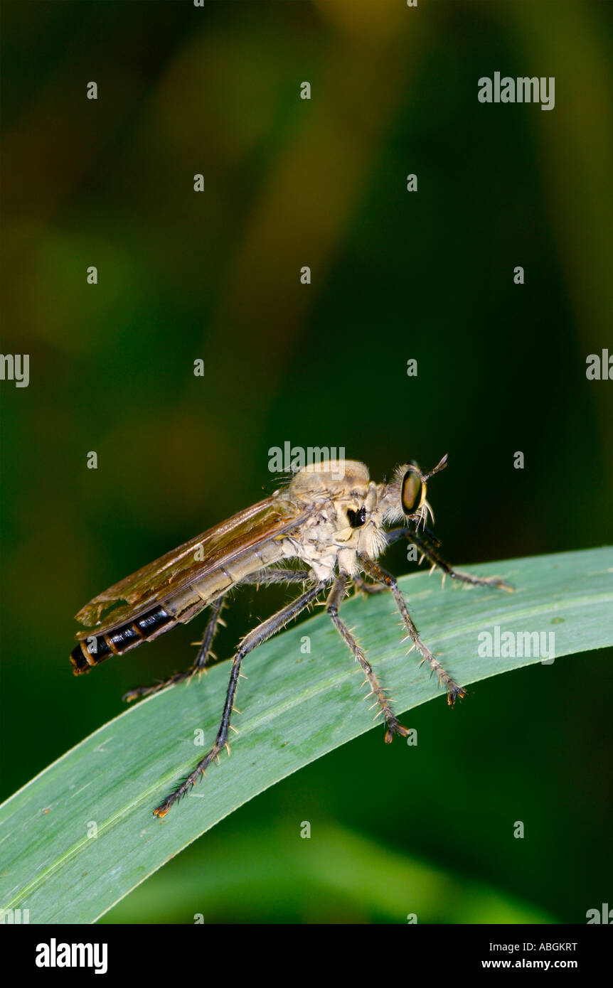 Ein Räuber fliegen Asilidae bei KHAO KHIEO Wildlife Sanctuary Chonburi Thailand Stockfoto