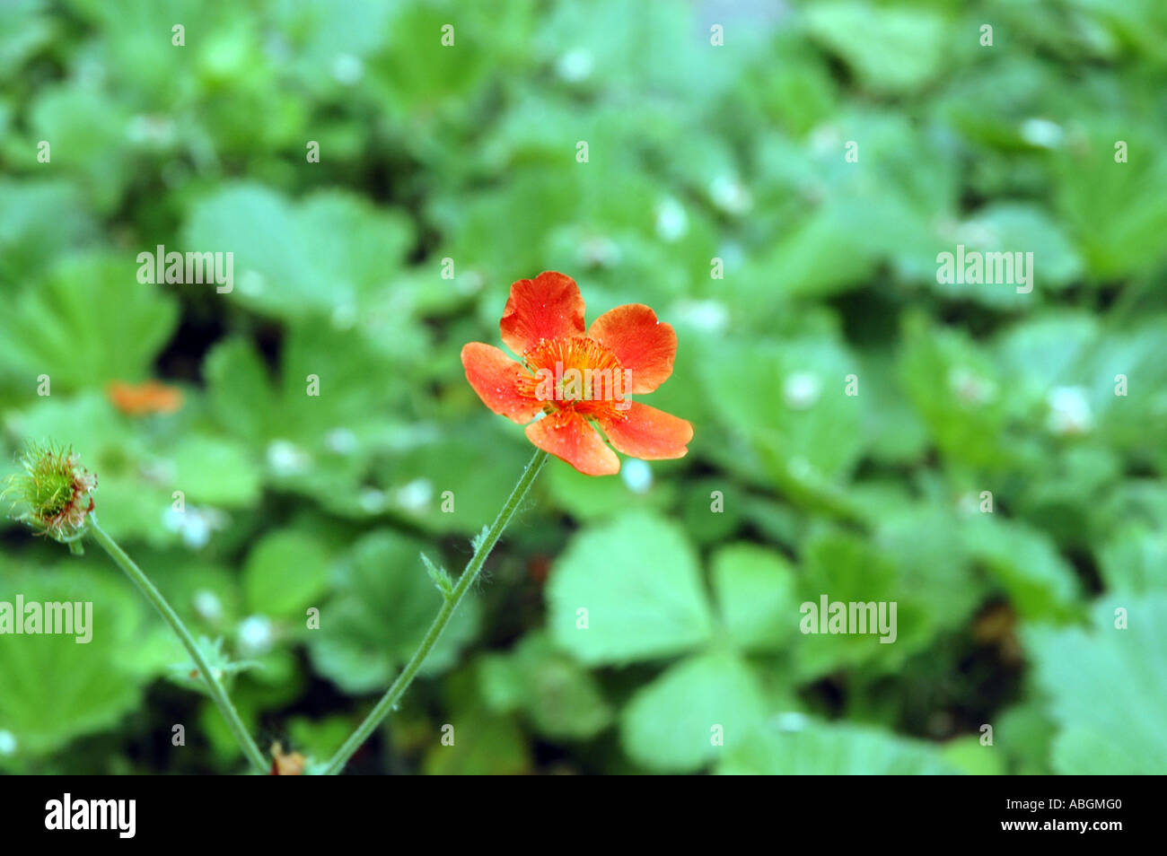 Scharlachrote Avens Geum Coccineum Blume Stockfoto