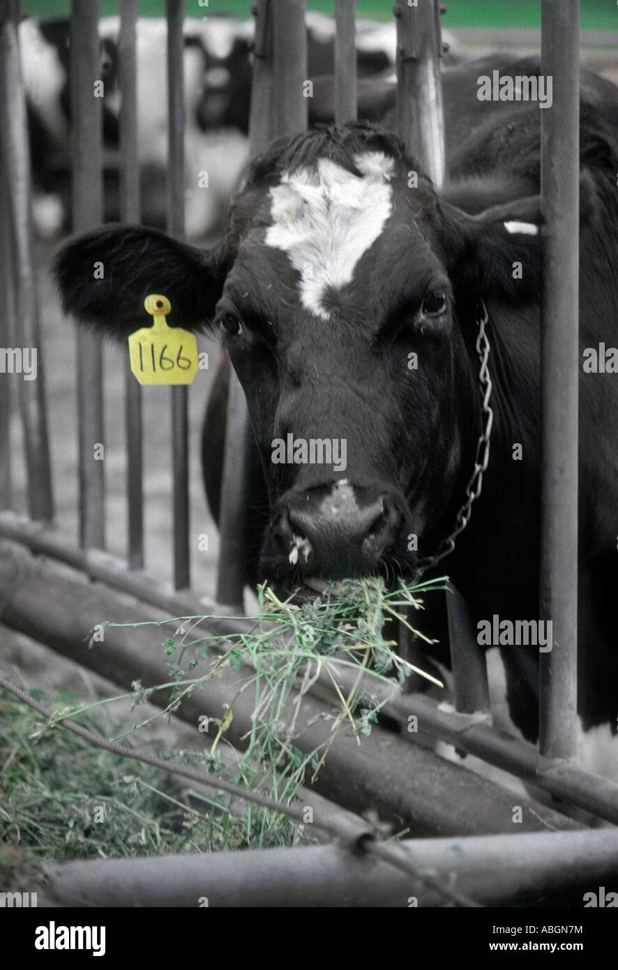 Kuh füttern. Stockfoto