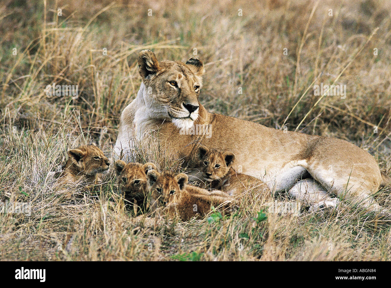 Löwin mit vier kleinen Jungen entspannende Masai Mara National Reserve Kenia in Ostafrika Stockfoto