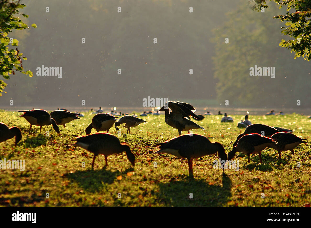 Graue Gänse (Anser Anser) auf einer Wiese Stockfoto