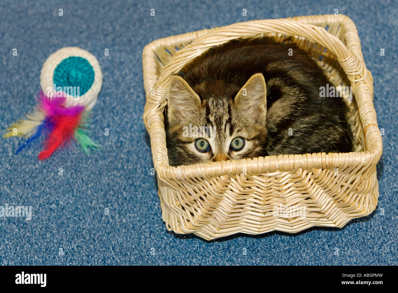 Junge Hauskatze in Korb, Deutschland Stockfoto