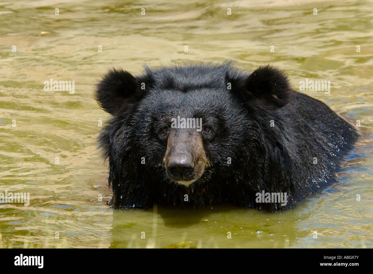Ein asiatischer Schwarzbär Ursus Thibetanus Abkühlung Stockfoto