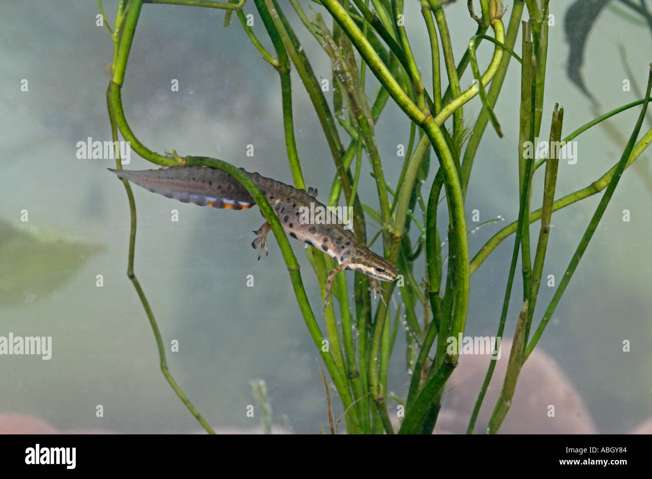 GLATT oder gemeinsame NEWT Triturus vulgaris Stockfoto