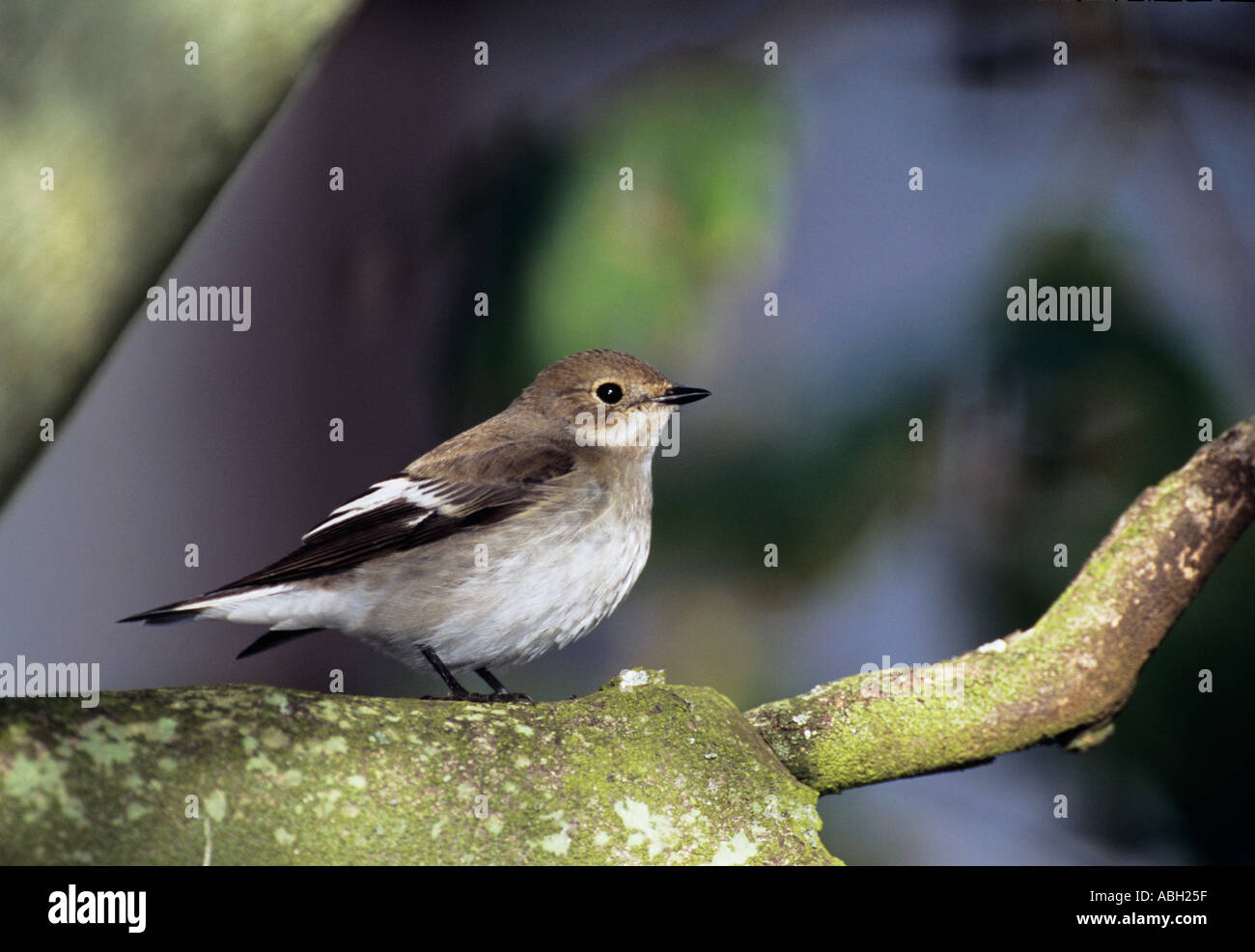 Pied Flycatcher Ficedula Hypoleuca im Herbst (Oktober), Migrant Holy Island Northumberland UK Stockfoto