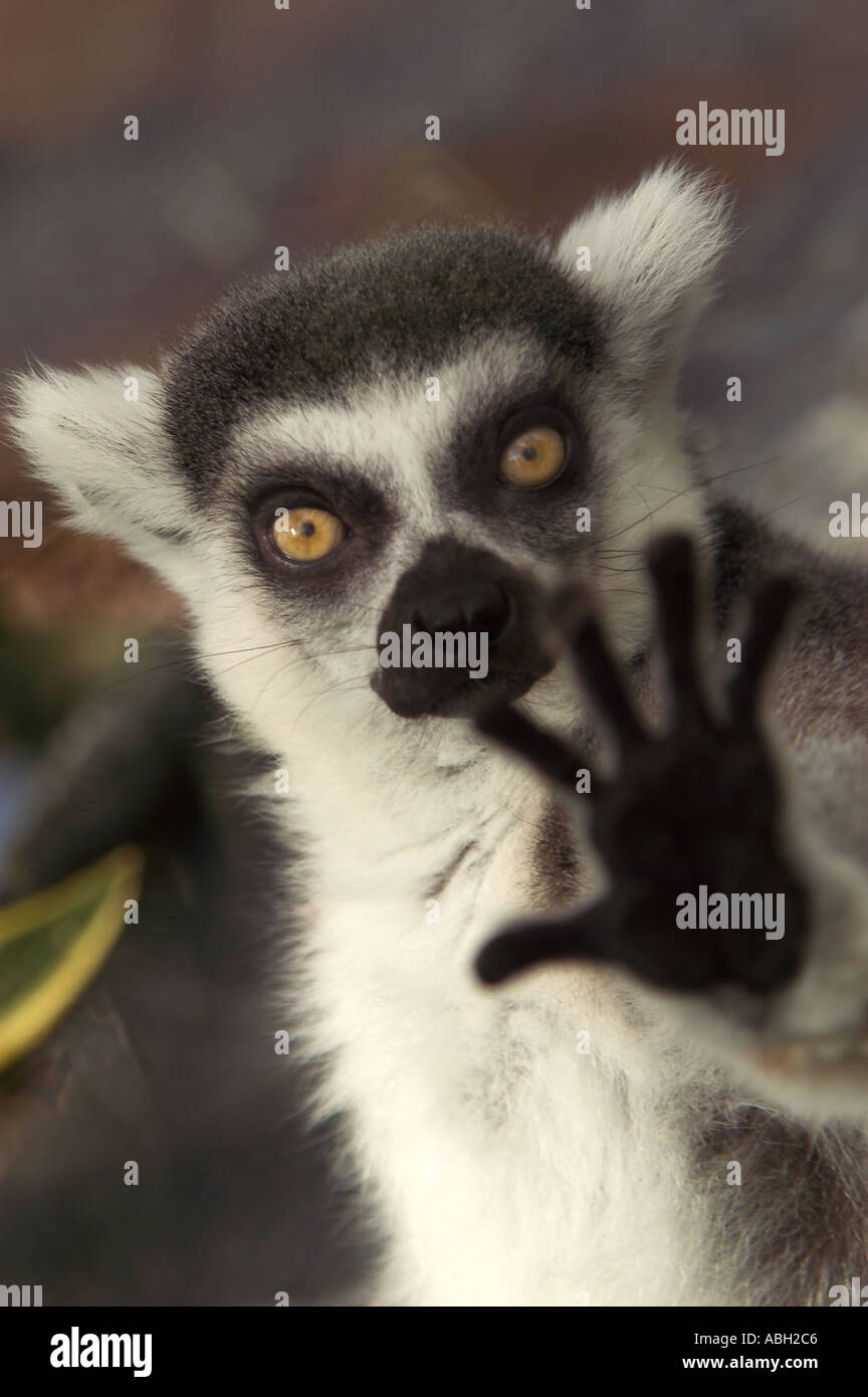 Ein Gefangener Ring tailed Lemur hält seine Pfote Stockfoto