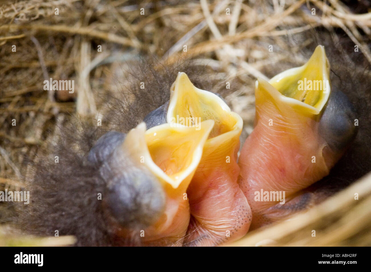 Rotkehlchen ausgebrütet kürzlich in ihrem Nest Essen warten Stockfoto