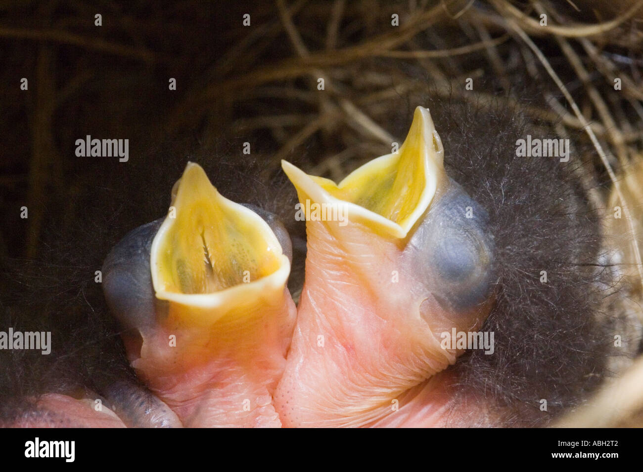 Rotkehlchen ausgebrütet kürzlich in ihrem Nest Essen warten Stockfoto