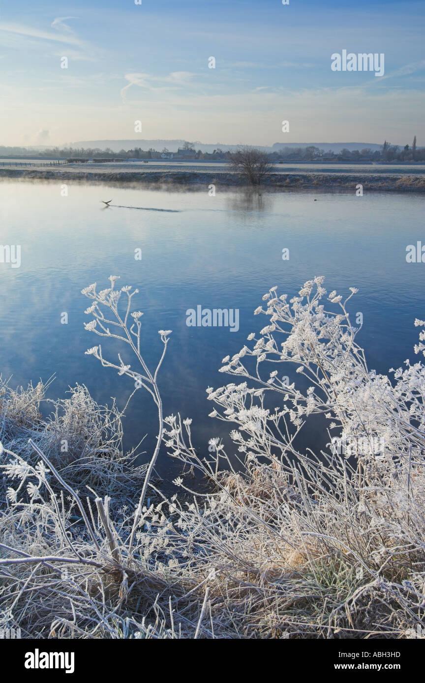 Frostigen Gräser Fluss Trent Attenborough Nature Reserve Nottingham England UK GB EU Europa Stockfoto