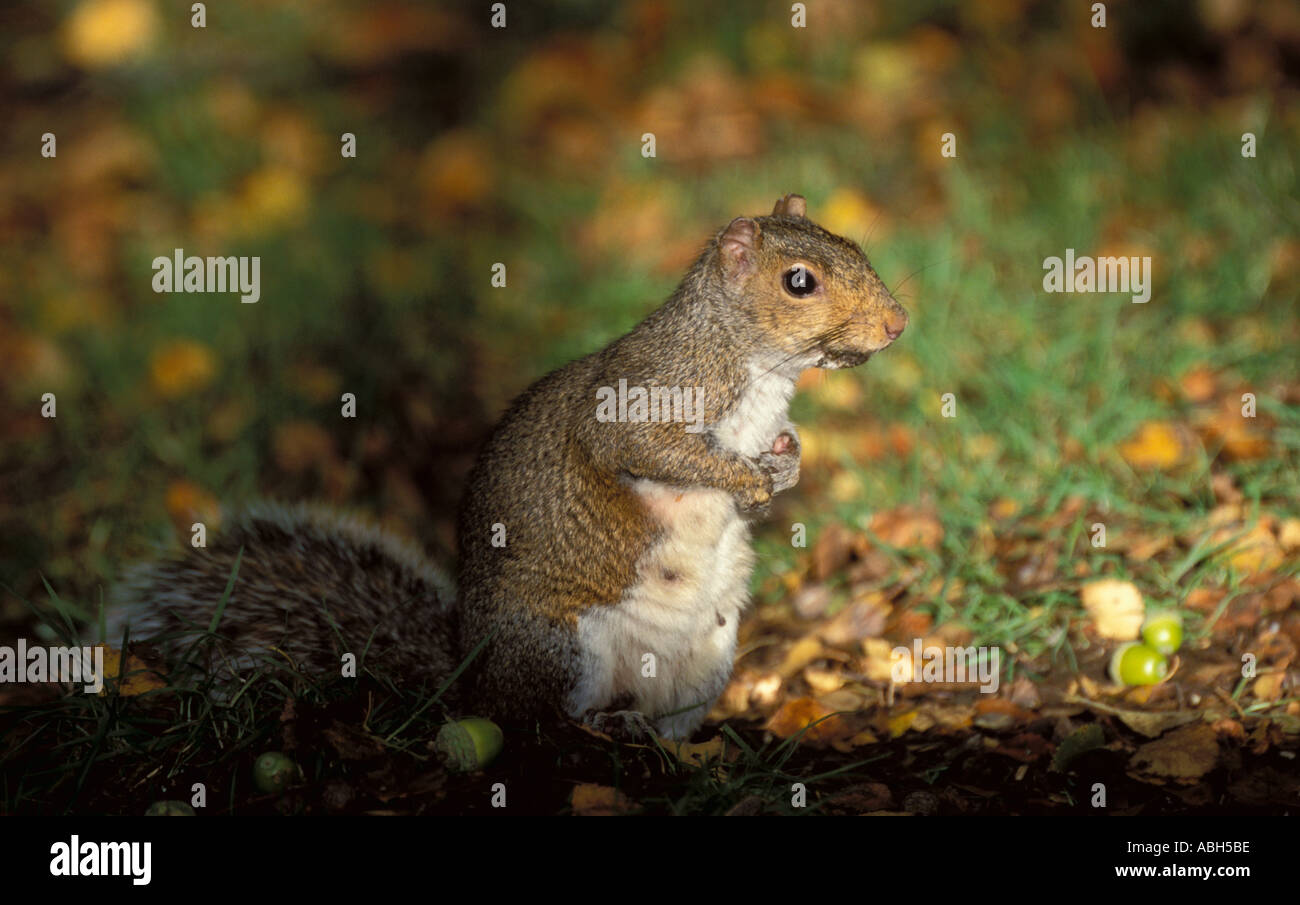Graue Eichhörnchen sammeln Eicheln Stockfoto
