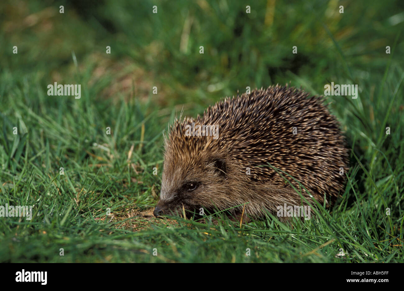 Igel auf Rasen Stockfoto