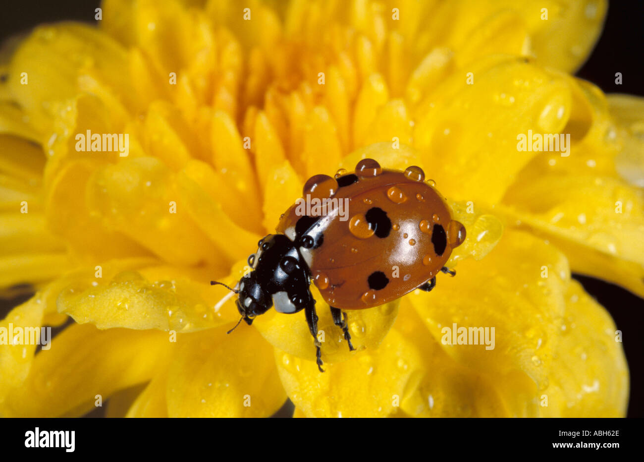 7 Spot Ladybird Erwachsene auf gelbe Blüte mit Wassertropfen Stockfoto
