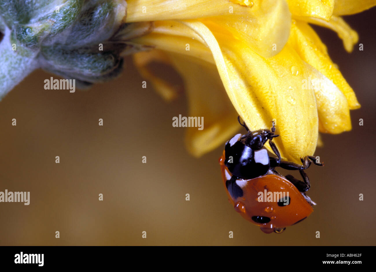 7 Spot Ladybird Erwachsene auf gelbe Blüte mit Wassertropfen Stockfoto