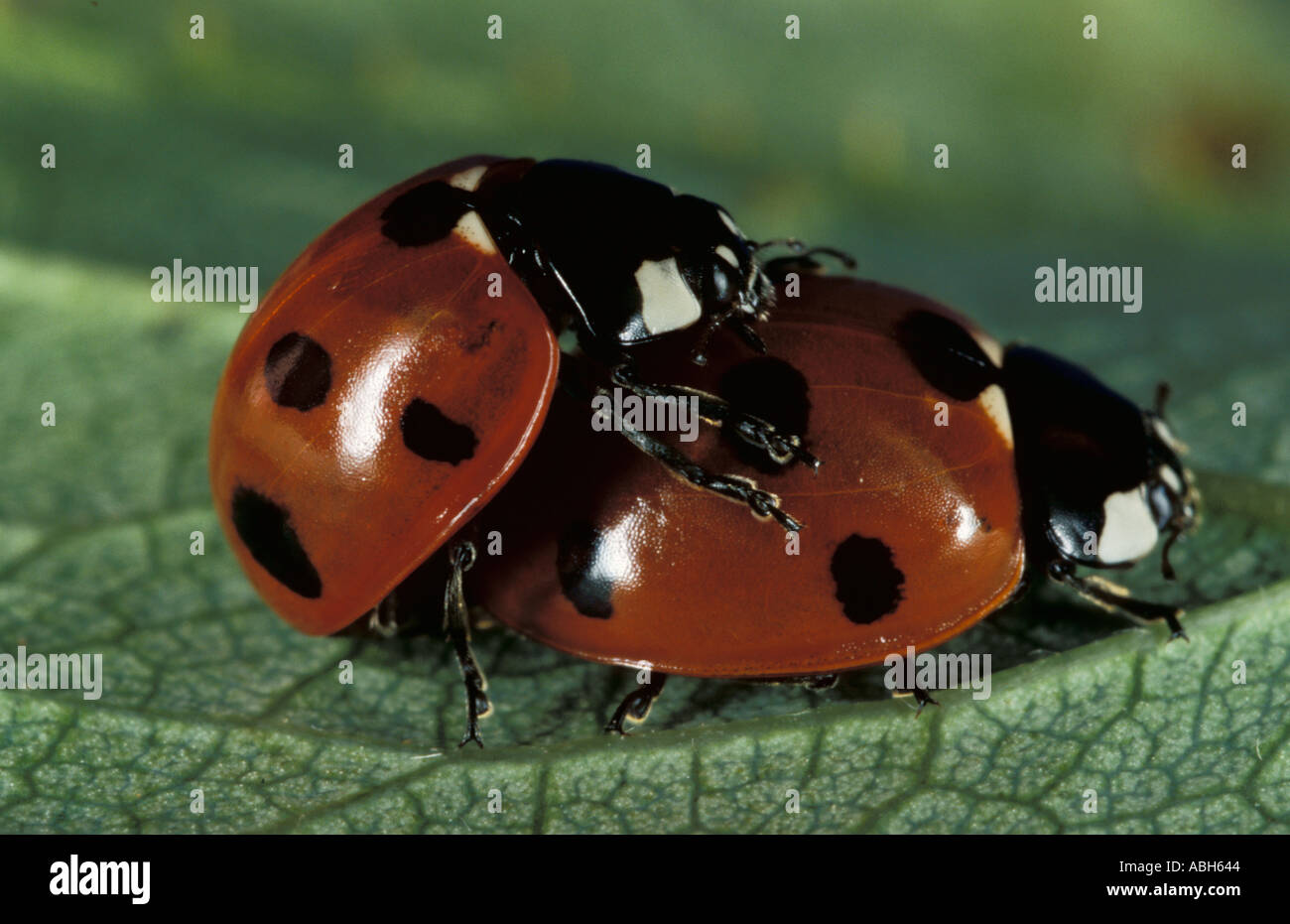7 Spot Ladybird Erwachsene Paarung Stockfoto
