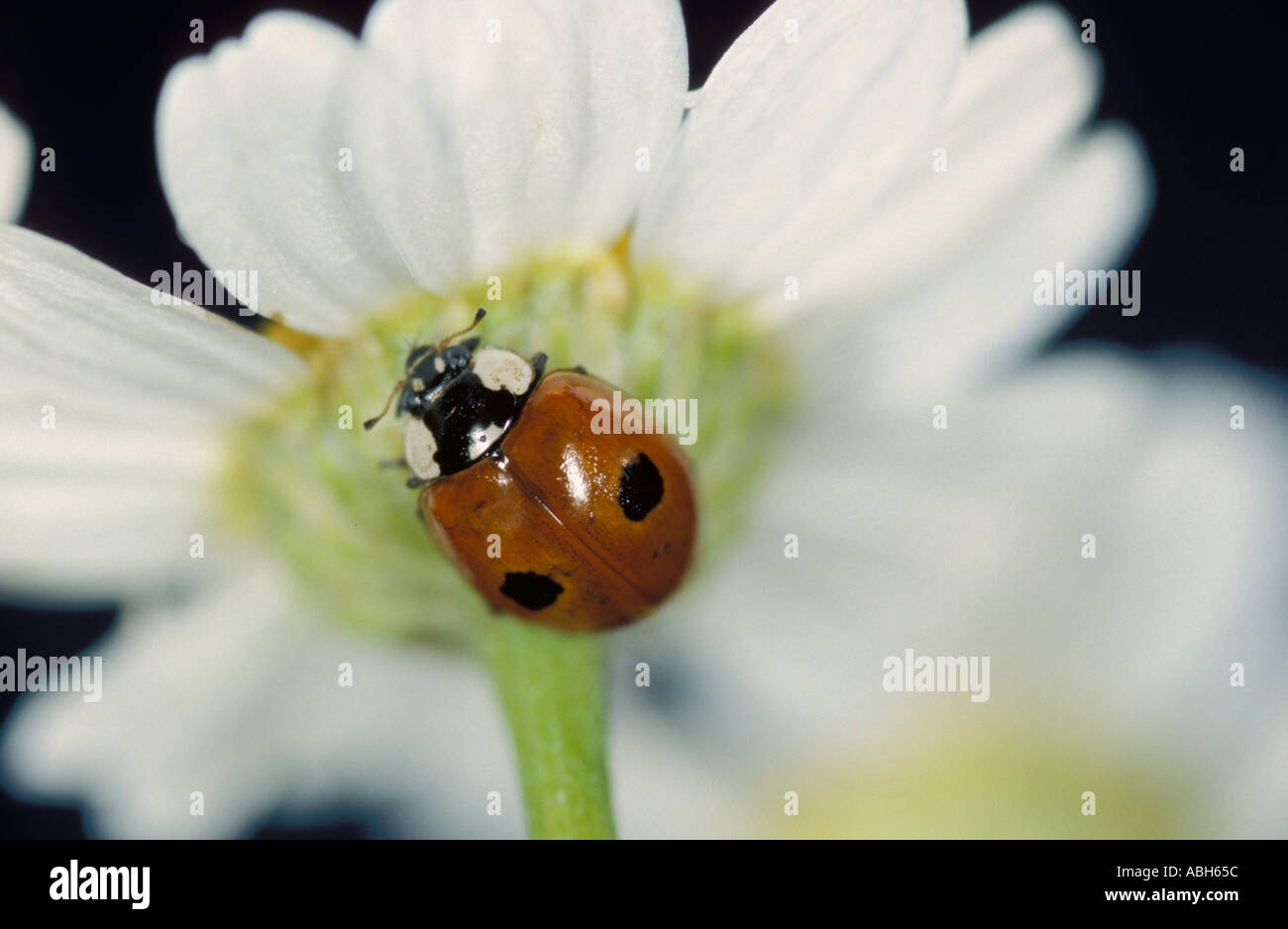2 Spot Ladybird an Unterseite von daisy Stockfoto