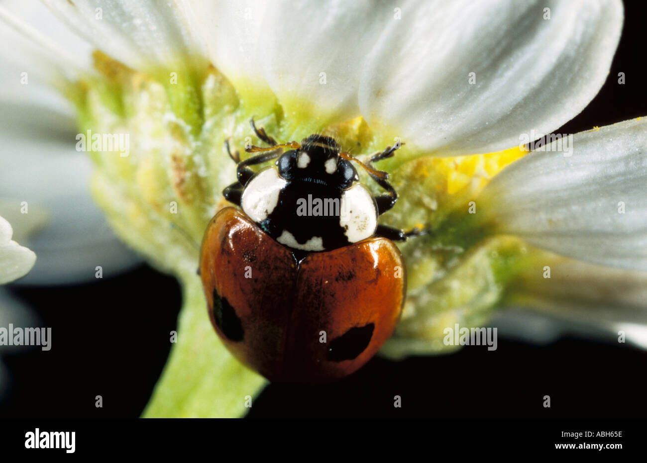2 Spot Ladybird an Unterseite von daisy Stockfoto