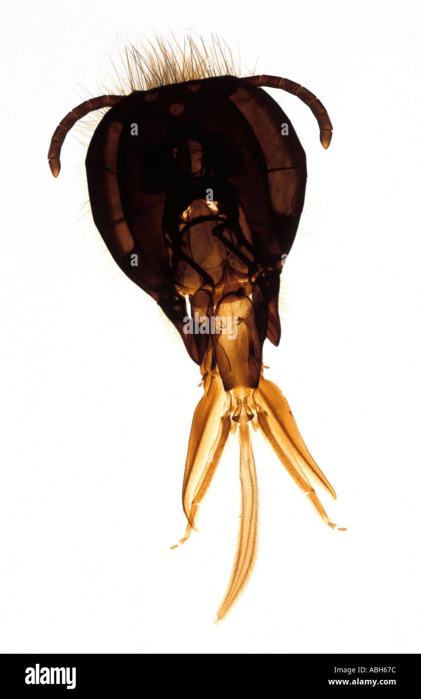 Honigbiene Apis mikroskopische ca. 4 x lifesize Stockfoto