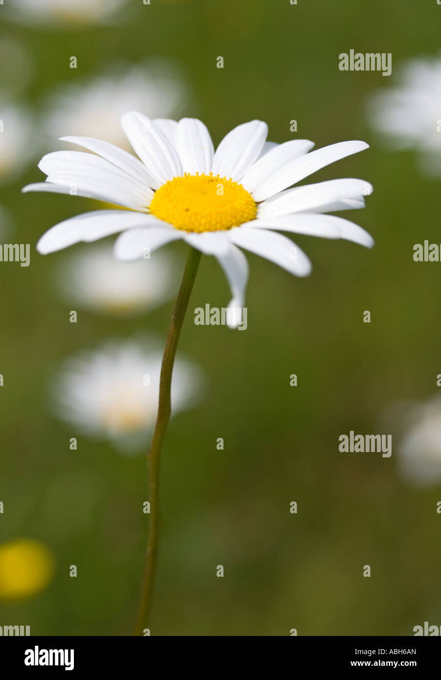 Daisy ox Auge Leucanthemum Nahaufnahme Stockfoto