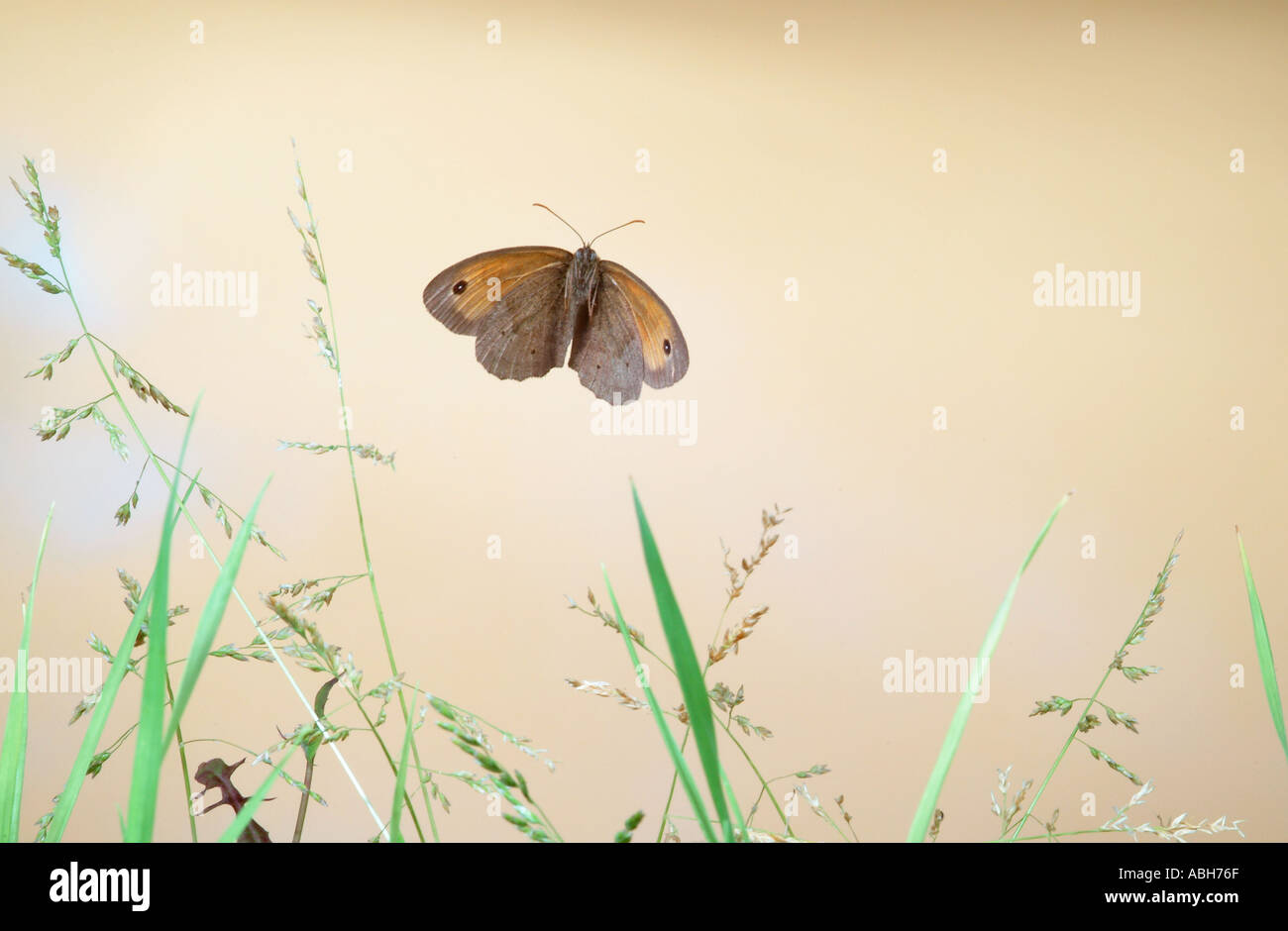 Wiese braun Schmetterling im Flug über Gräser Stockfoto