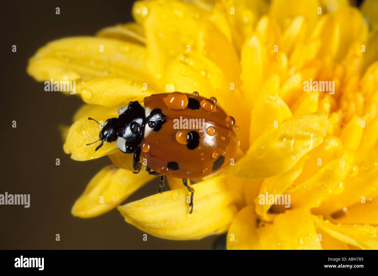 7 Spot Ladybird Stockfoto