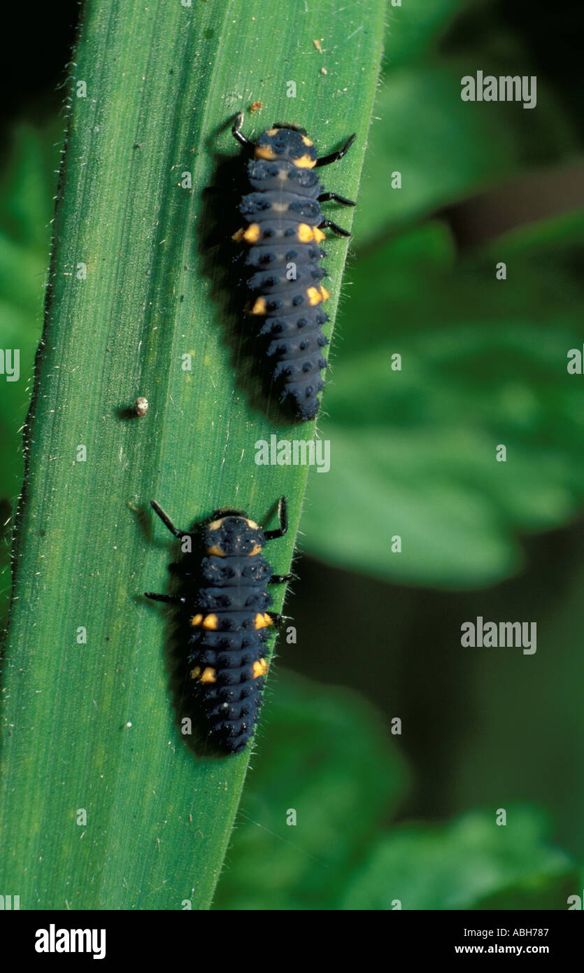 Sieben entdeckt Marienkäferlarven Stockfoto