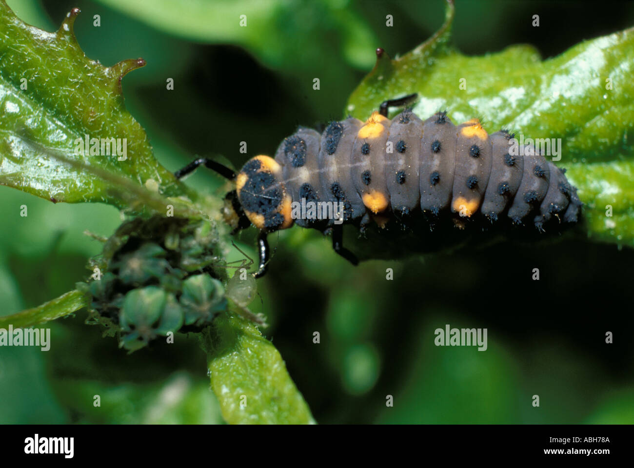 Sieben Spot Marienkäferlarven Stockfoto