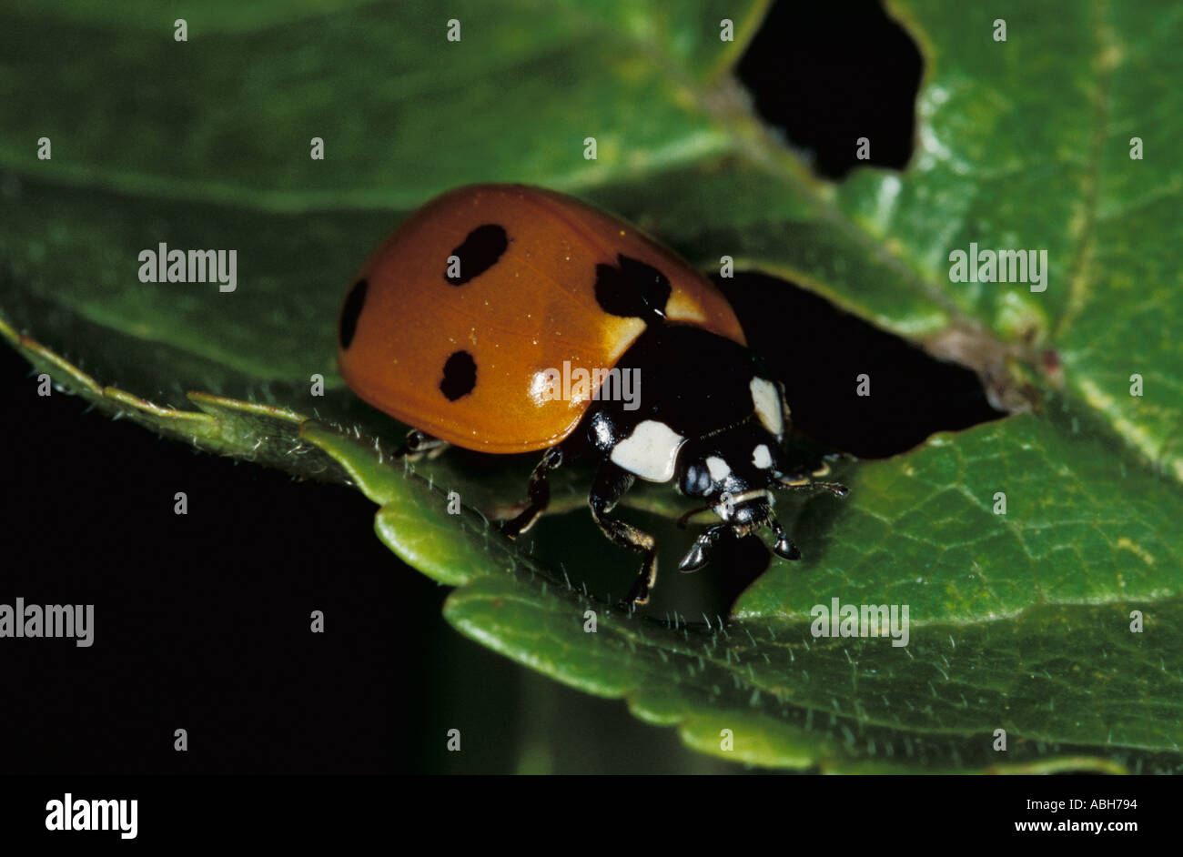 7 Spot Ladybird Stockfoto
