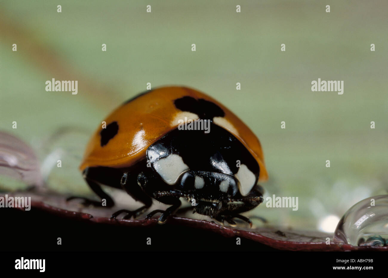 7 Spot Ladybird Erwachsenen auf Blatt mit Wassertropfen Stockfoto