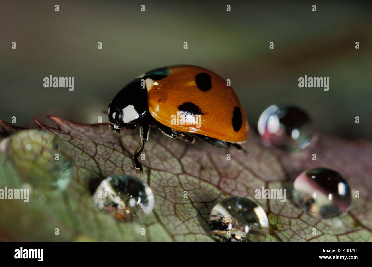 7 Spot Ladybird Erwachsenen auf Blatt mit Wassertropfen Stockfoto