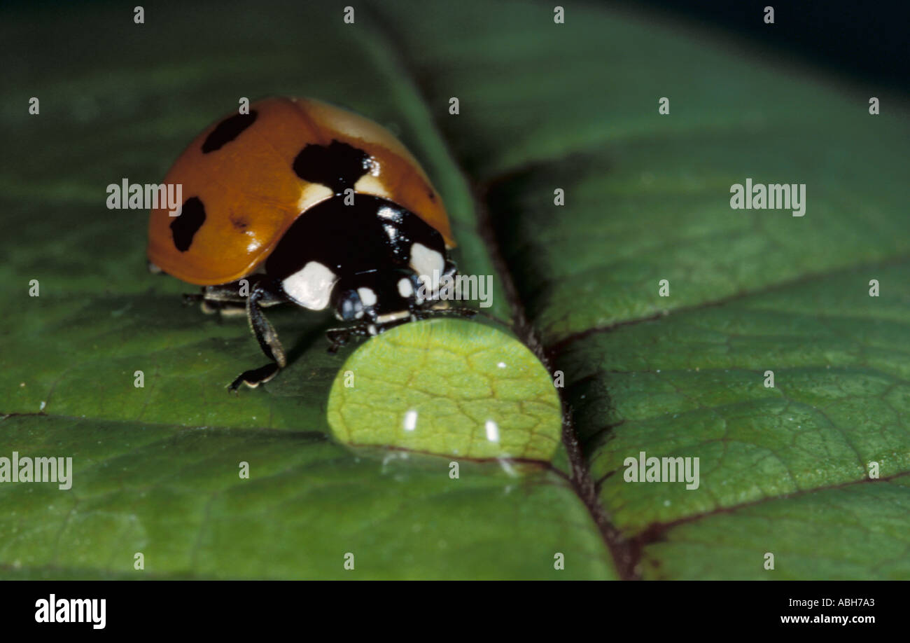7 Spot Ladybird Trinkwasser drop Stockfoto