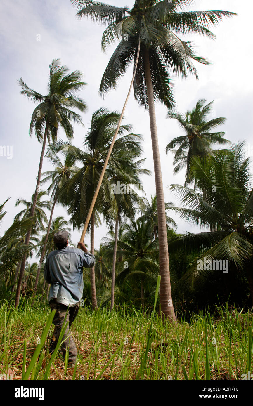 Kokosnuss-Ernte auf Koh Samui, Thailand Stockfoto