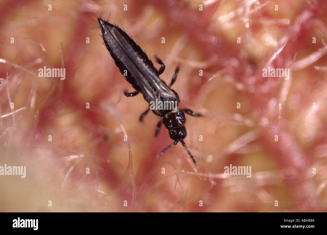 Thrips fuscipennis Fotos und Bildmaterial in hoher Auflösung Alamy
