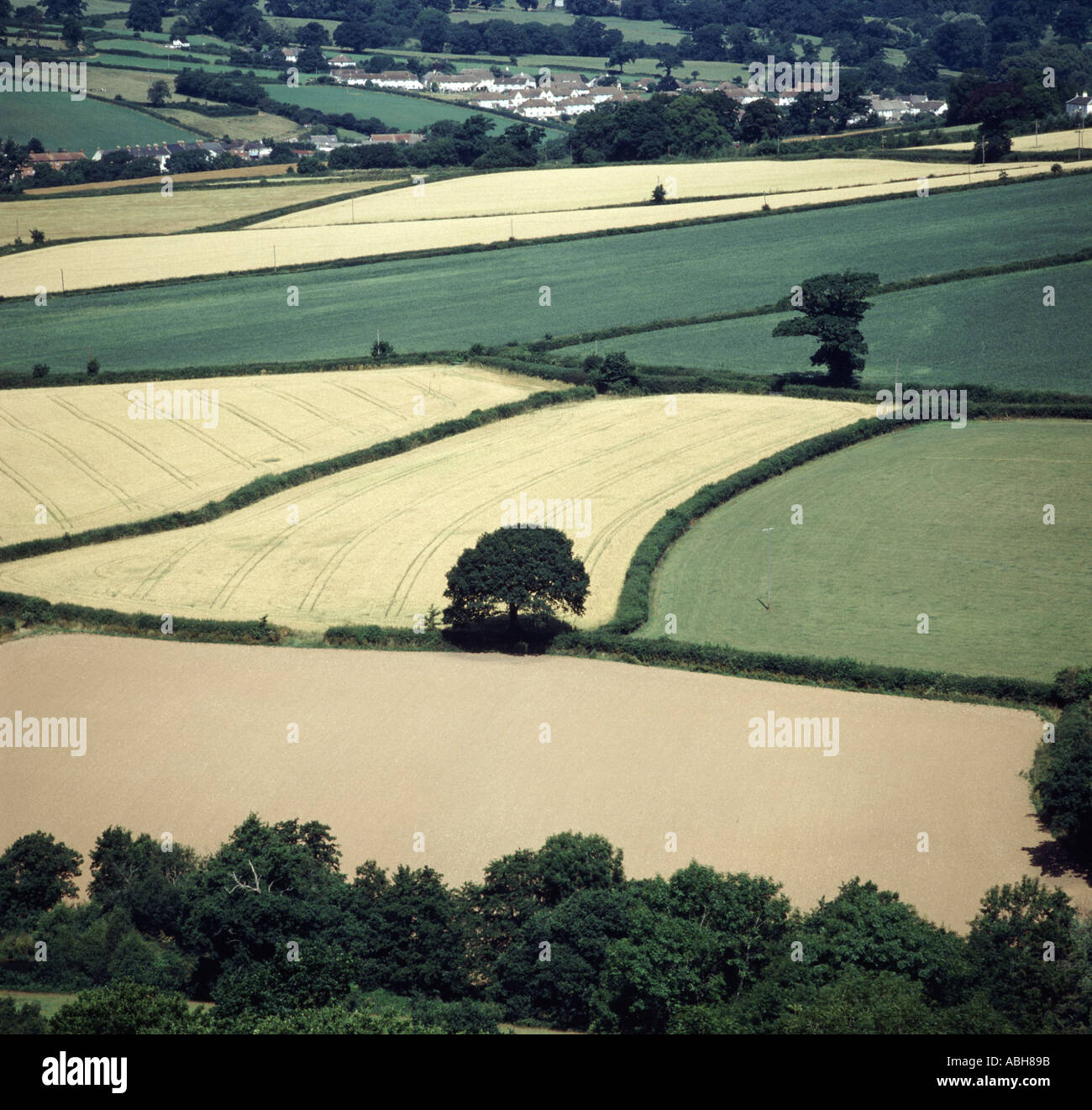 Blick auf gemischte Devon Ackerland im Sommer mit Reifung Gerste und grünen Weizen im Ohr einige Weide Stockfoto