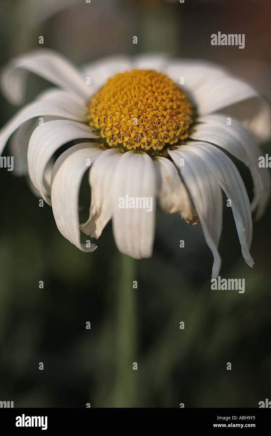 Toten Blüte weiße Margerite Stockfoto