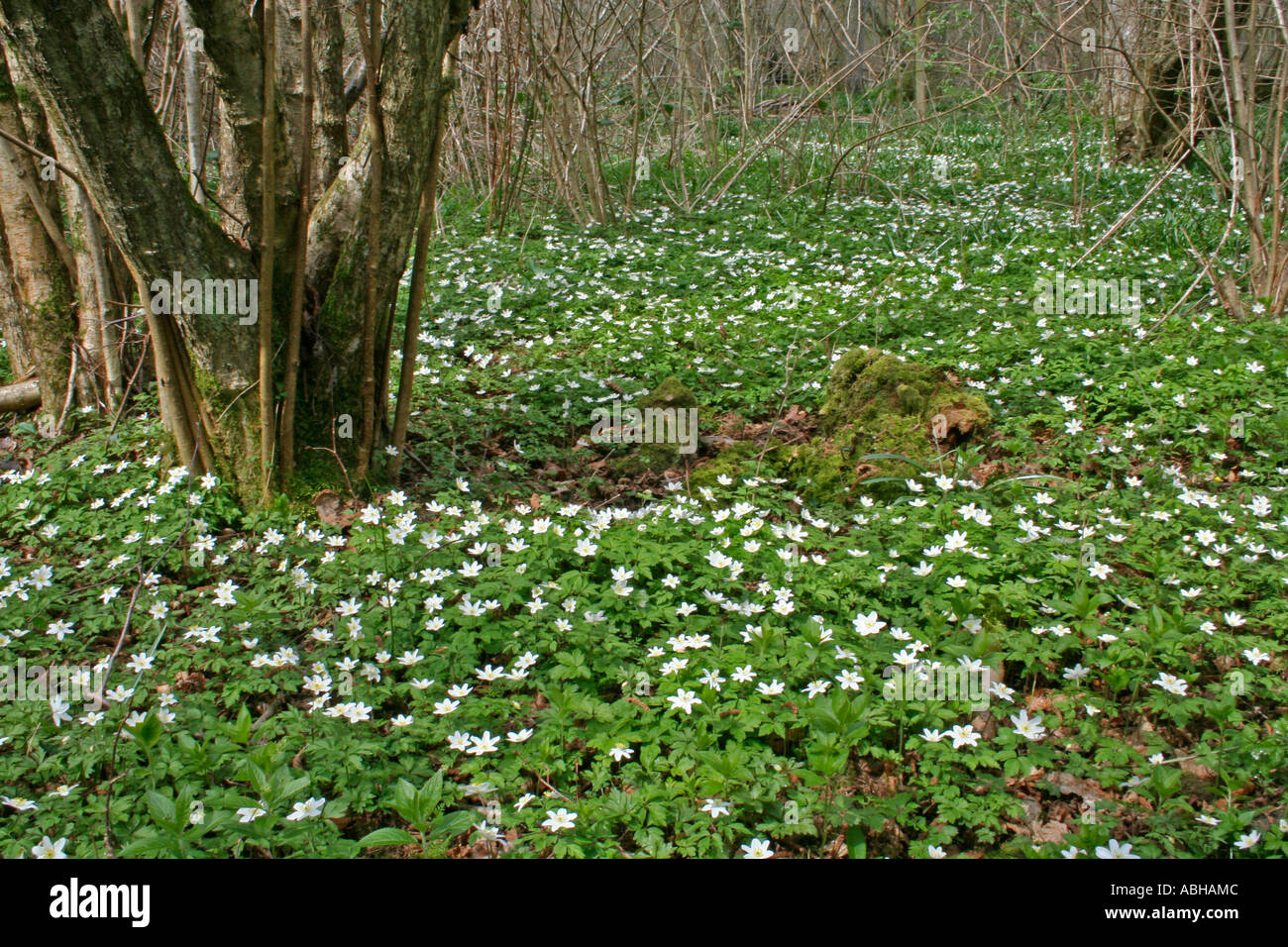 Holz-Anemonen, Dorset, UK. Europa (Anemone Nemorosa) Stockfoto