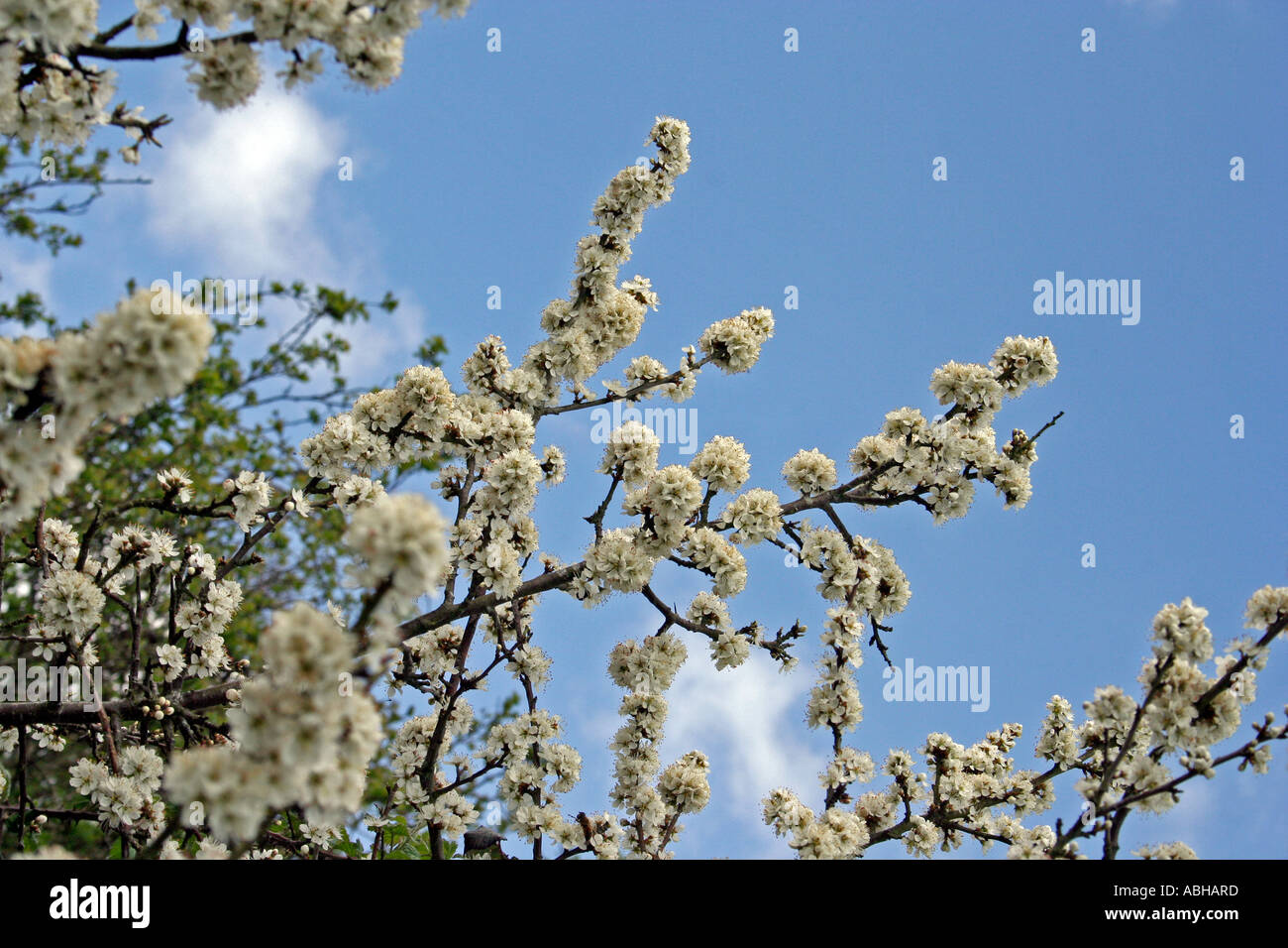 Blackthorn Blüte (Prunus Spinosa) West Sussex, UK. Europa Stockfoto