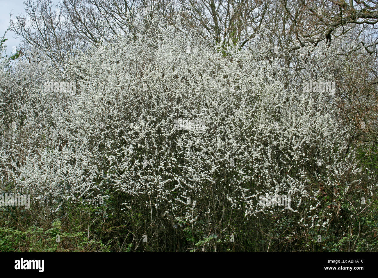 Blackthorn Strauch in Blüte (Prunus Spinosa), West Sussex, UK. Europa Stockfoto
